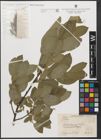 Foto von Salix L.